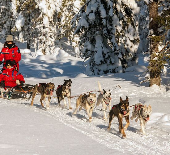 Luxus pur mit Huskys und Rentieren © isosyoete